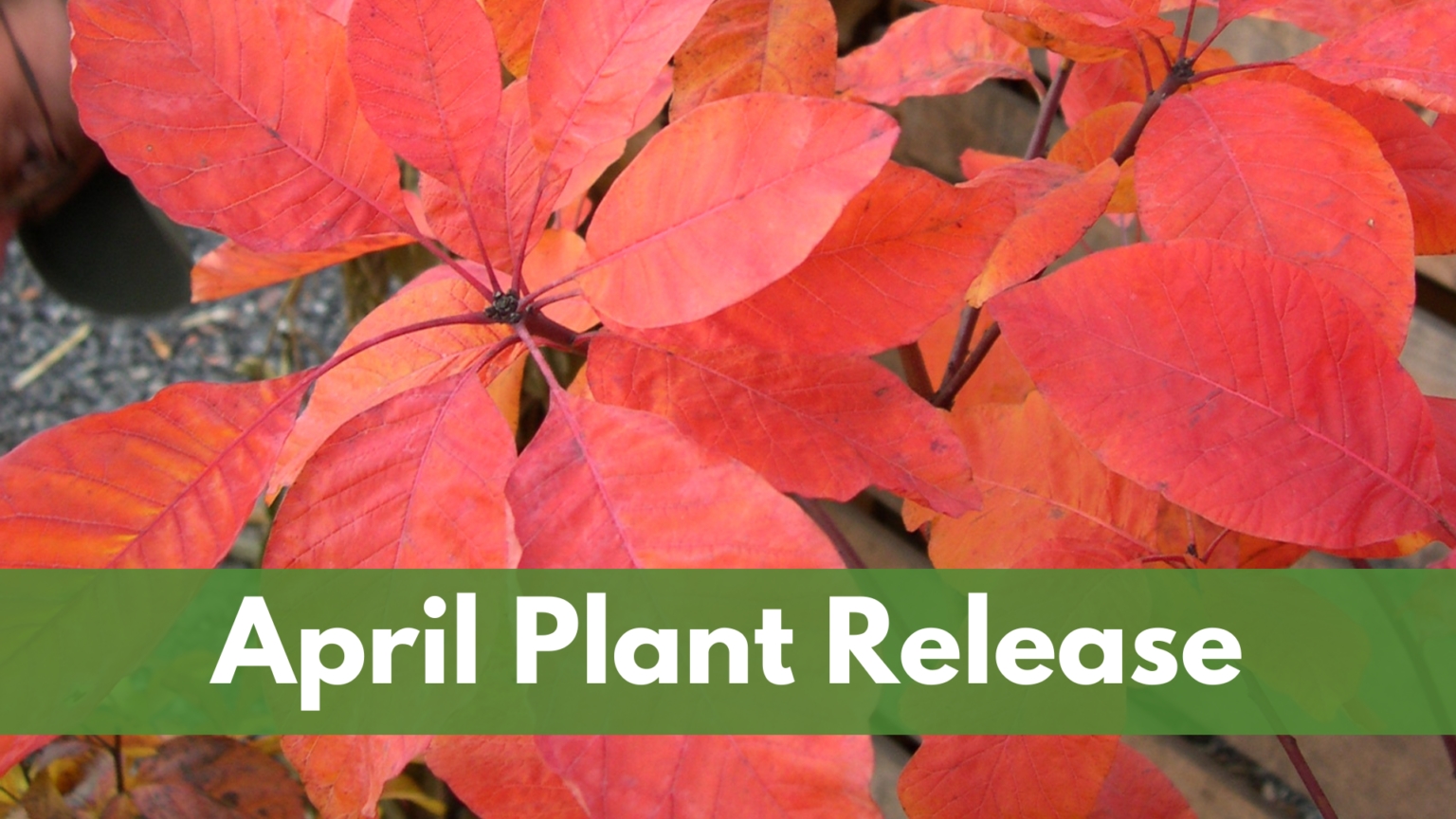 April Plant Release